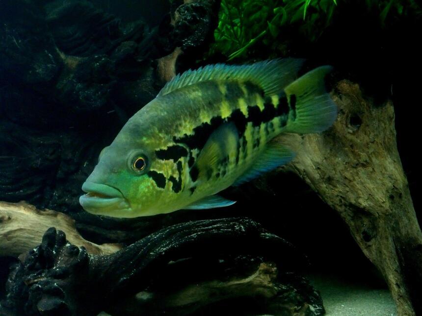 Rated #5: Freshwater Fish - Parachromis Dovii - Wolf Cichlid Stocking In 150 Gallons Tank - Wolf Cichlid - Parachromis dovii Rated #5: Freshwater Fish - Parachromis Dovii - Wolf Cichlid Stocking In 150 Gallons Tank - Wolf Cichlid - Parachromis dovii
