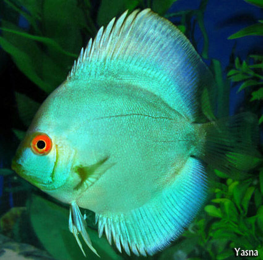 Rated #1: Freshwater Fish - Symphysodon Spp. - Neon Blue Discus Stocking In 60 Gallons Tank - my blue cobalt discus Rated #1: Freshwater Fish - Symphysodon Spp. - Neon Blue Discus Stocking In 60 Gallons Tank - my blue cobalt discus