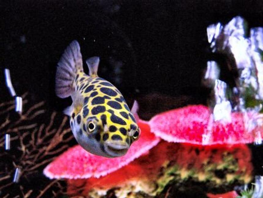 Rated #10: Freshwater Fish - Tetraodon Nigroviridis - Green Spotted Puffer Stocking In 55 Gallons Tank - Green Spotted Puffer
in 55 Gallon Brackish water tank Rated #10: Freshwater Fish - Tetraodon Nigroviridis - Green Spotted Puffer Stocking In 55 Gallons Tank - Green Spotted Puffer
in 55 Gallon Brackish water tank