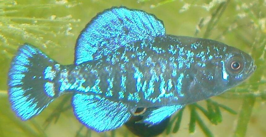 Rated #6: Freshwater Fish - Elassoma Gilberti - Pygmy Sunfish Stocking In 75 Gallons Tank - Elassoma gilberti, the gulf coast pygmy sunfish Rated #6: Freshwater Fish - Elassoma Gilberti - Pygmy Sunfish Stocking In 75 Gallons Tank - Elassoma gilberti, the gulf coast pygmy sunfish