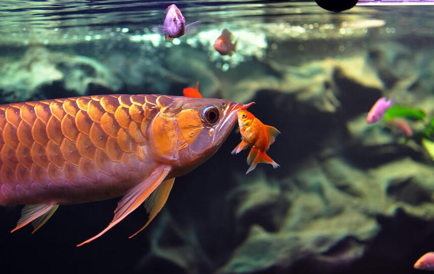 Rated #3: Freshwater Fish - Carassius Auratus - Fantail Goldfish - GOODNIGHT KISS Rated #3: Freshwater Fish - Carassius Auratus - Fantail Goldfish - GOODNIGHT KISS
