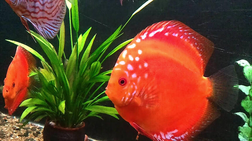 Rated #10: Freshwater Fish - Symphysodon Sp. - Red Marlboro Discus Stocking In 20 Gallons Tank - See my red malboro Discus Rated #10: Freshwater Fish - Symphysodon Sp. - Red Marlboro Discus Stocking In 20 Gallons Tank - See my red malboro Discus