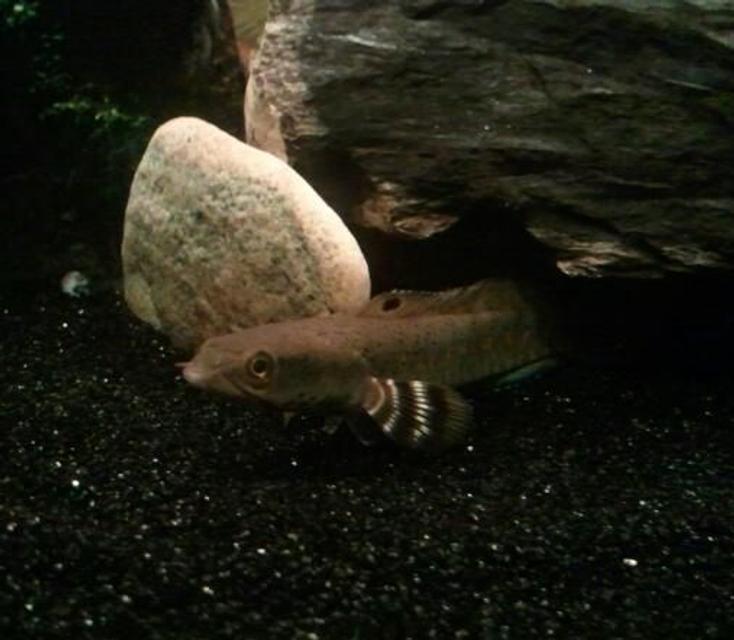 Rated #54: Freshwater Fish - Channa Burmanica - Burmese Snakehead Stocking In 120 Gallons Tank - Channa Pulchra (Burmese Snakehead) Rated #54: Freshwater Fish - Channa Burmanica - Burmese Snakehead Stocking In 120 Gallons Tank - Channa Pulchra (Burmese Snakehead)