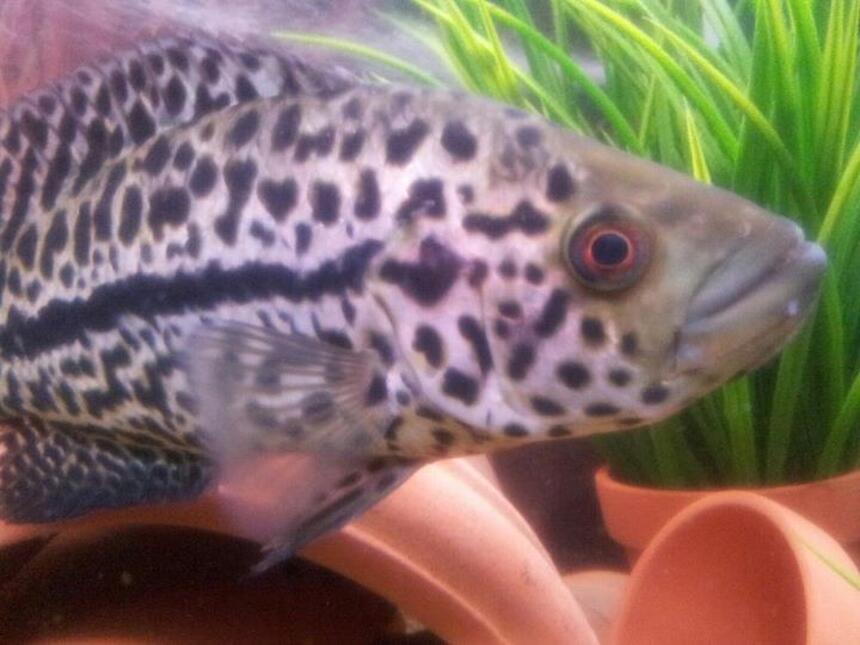 Rated #35: Freshwater Fish - Parachromis Managuensis - Jaguar Cichlid Stocking In 20 Gallons Tank - jag Rated #35: Freshwater Fish - Parachromis Managuensis - Jaguar Cichlid Stocking In 20 Gallons Tank - jag