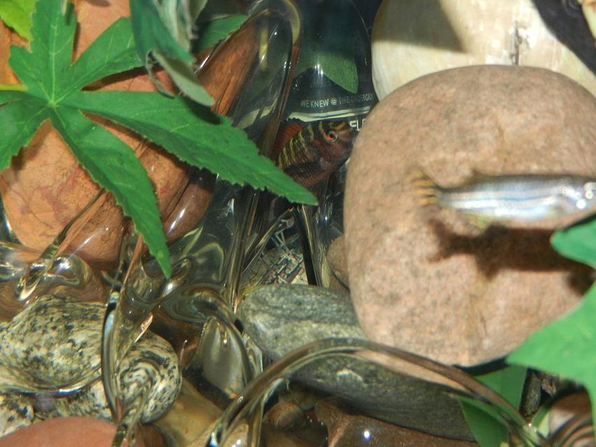 Rated #101: Freshwater Fish - Danio Rerio - Zebra Longfin Danio Stocking In 62 Gallons Tank - Boss Rated #101: Freshwater Fish - Danio Rerio - Zebra Longfin Danio Stocking In 62 Gallons Tank - Boss
