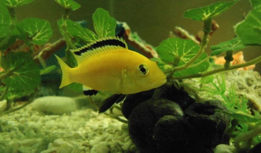 Rated #29: Freshwater Fish - Labidochromis Caeruleus - Electric Yellow Cichlid Stocking In 50 Gallons Tank - yellow prince cichlids Rated #29: Freshwater Fish - Labidochromis Caeruleus - Electric Yellow Cichlid Stocking In 50 Gallons Tank - yellow prince cichlids