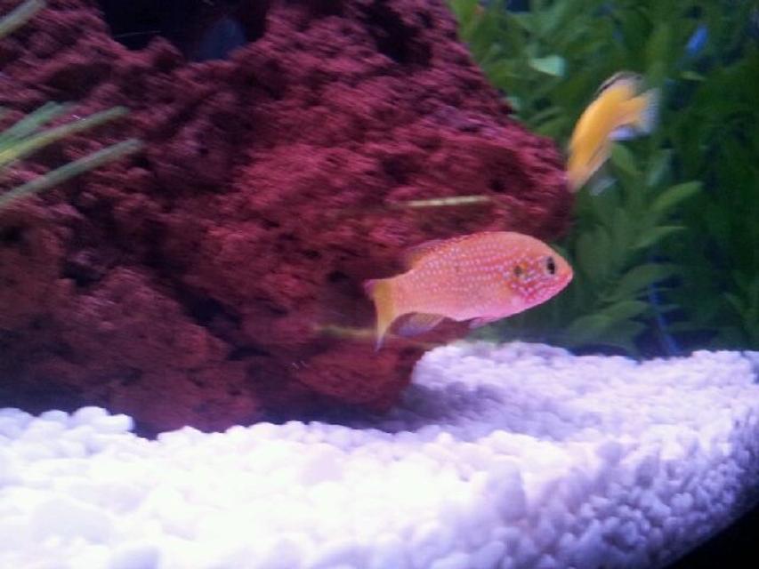 Rated #64: Freshwater Fish - Hemichromis Bimaculatus - Jewel Cichlid Stocking In 45 Gallons Tank - my jewel cichlid Rated #64: Freshwater Fish - Hemichromis Bimaculatus - Jewel Cichlid Stocking In 45 Gallons Tank - my jewel cichlid