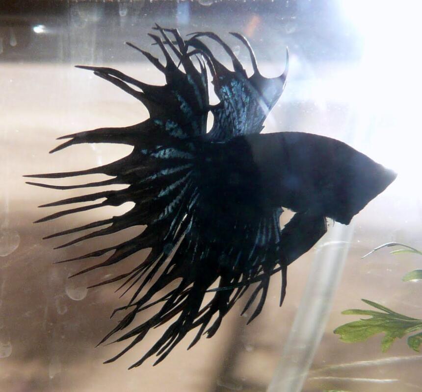 Rated #2: Freshwater Fish - Betta Splendens - Crown Tail Betta Stocking In 25 Gallons Tank - crown tail black orchid betta Rated #2: Freshwater Fish - Betta Splendens - Crown Tail Betta Stocking In 25 Gallons Tank - crown tail black orchid betta