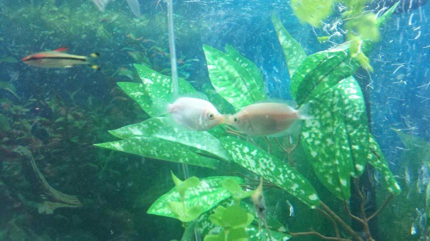 Rated #41: Freshwater Fish - Helostoma Temmincki - Kissing Gourami Stocking In 75 Gallons Tank - My "kissing" fish Rated #41: Freshwater Fish - Helostoma Temmincki - Kissing Gourami Stocking In 75 Gallons Tank - My "kissing" fish