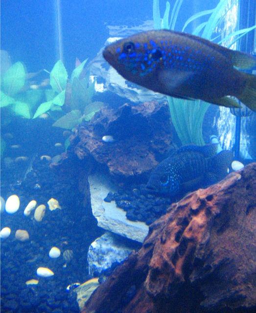 Rated #79: Freshwater Fish - Nandopsis Octofasciatum - Jack Dempsey Stocking In 55 Gallons Tank - Neon Blue Jewel & Female JD. Rated #79: Freshwater Fish - Nandopsis Octofasciatum - Jack Dempsey Stocking In 55 Gallons Tank - Neon Blue Jewel & Female JD.