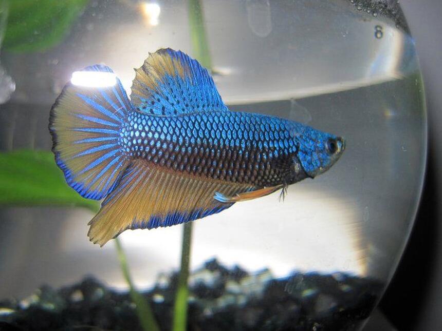 Rated #51: Freshwater Fish - Betta Splendens - Halfmoon Betta Stocking In 60 Gallons Tank Rated #51: Freshwater Fish - Betta Splendens - Halfmoon Betta Stocking In 60 Gallons Tank