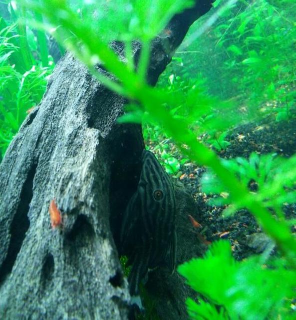 Rated #40: Freshwater Fish - Panaque Nigrolineatus - Gold Royal Pleco (l-027) Stocking In 55 Gallons Tank - Royal pleco and his little red soldiers Rated #40: Freshwater Fish - Panaque Nigrolineatus - Gold Royal Pleco (l-027) Stocking In 55 Gallons Tank - Royal pleco and his little red soldiers