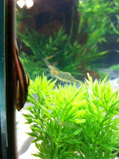 Rated #74: Freshwater Fish - Platyodras Armatulus - Striped Raphael Cat Stocking In 55 Gallons Tank - stripped ralph and ghost Rated #74: Freshwater Fish - Platyodras Armatulus - Striped Raphael Cat Stocking In 55 Gallons Tank - stripped ralph and ghost
