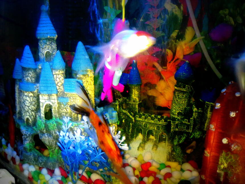 Rated #108: Freshwater Fish - Carassius Auratus - Red Cap Oranda Goldfish Stocking In 30 Gallons Tank - red cap Rated #108: Freshwater Fish - Carassius Auratus - Red Cap Oranda Goldfish Stocking In 30 Gallons Tank - red cap