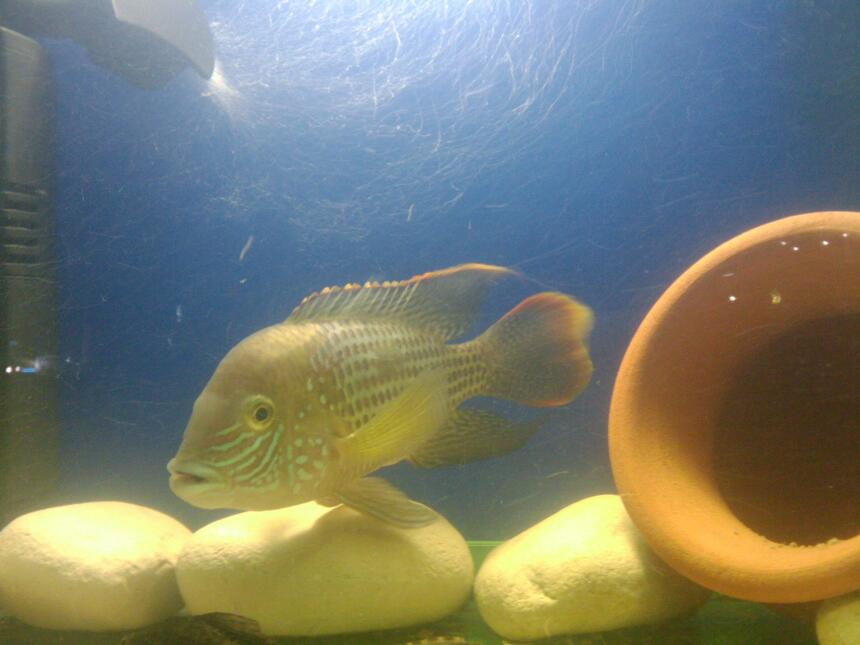Rated #76: Freshwater Fish - Aequidens Rivulatus - Green Terror Stocking In 20 Gallons Tank - my love Rated #76: Freshwater Fish - Aequidens Rivulatus - Green Terror Stocking In 20 Gallons Tank - my love