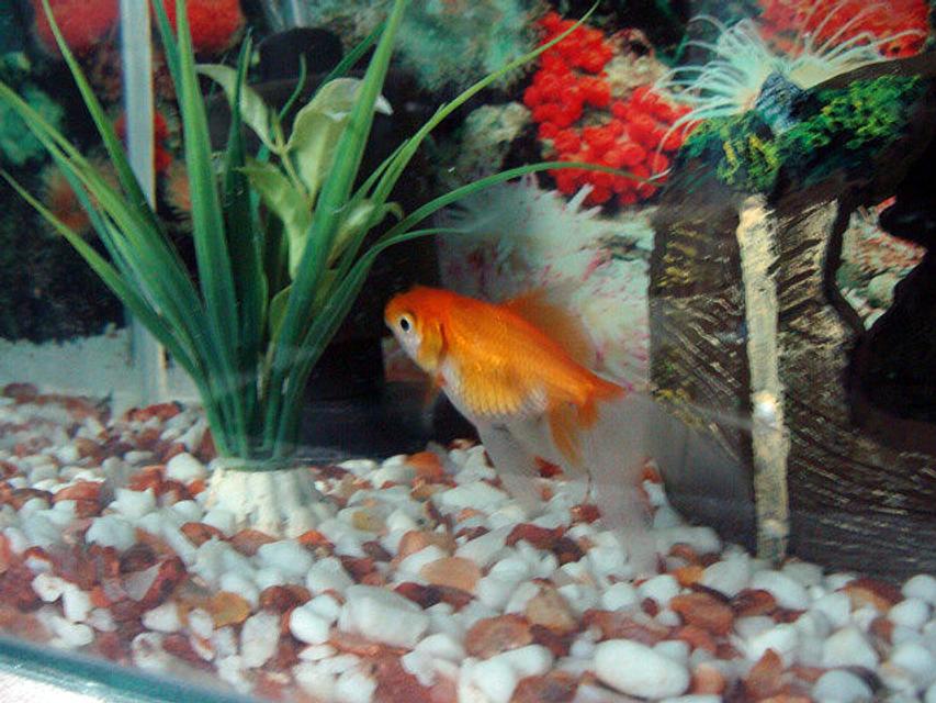 Rated #106: Freshwater Fish - Carassius Auratus - Red Ryukin Goldfish Stocking In 40 Gallons Tank - gold fish Rated #106: Freshwater Fish - Carassius Auratus - Red Ryukin Goldfish Stocking In 40 Gallons Tank - gold fish