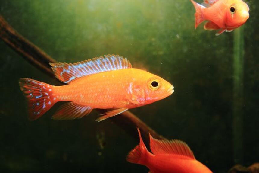 Rated #57: Freshwater Fish - Aulonocara Hansbaenschi - Firebird Cichlid Stocking In 10 Gallons Tank - fire bird Rated #57: Freshwater Fish - Aulonocara Hansbaenschi - Firebird Cichlid Stocking In 10 Gallons Tank - fire bird