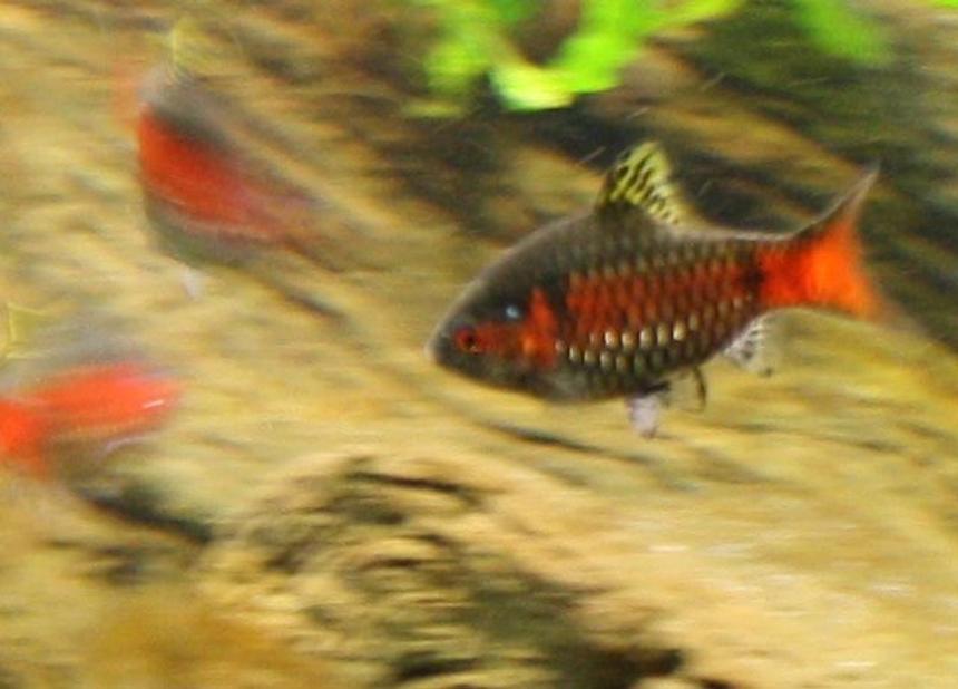 Rated #96: Freshwater Fish - Puntius Sp. - Odessa Barb Stocking In 150 Gallons Tank - Part of my school of Odessa barbs Rated #96: Freshwater Fish - Puntius Sp. - Odessa Barb Stocking In 150 Gallons Tank - Part of my school of Odessa barbs