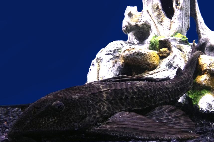 Rated #48: Freshwater Fish - Glyptoperichthys Gibbiceps - Sailfin Pleco (l-83) Stocking In 75 Gallons Tank - My 12" Plecostomus relaxing in my 75g tank. Rated #48: Freshwater Fish - Glyptoperichthys Gibbiceps - Sailfin Pleco (l-83) Stocking In 75 Gallons Tank - My 12" Plecostomus relaxing in my 75g tank.