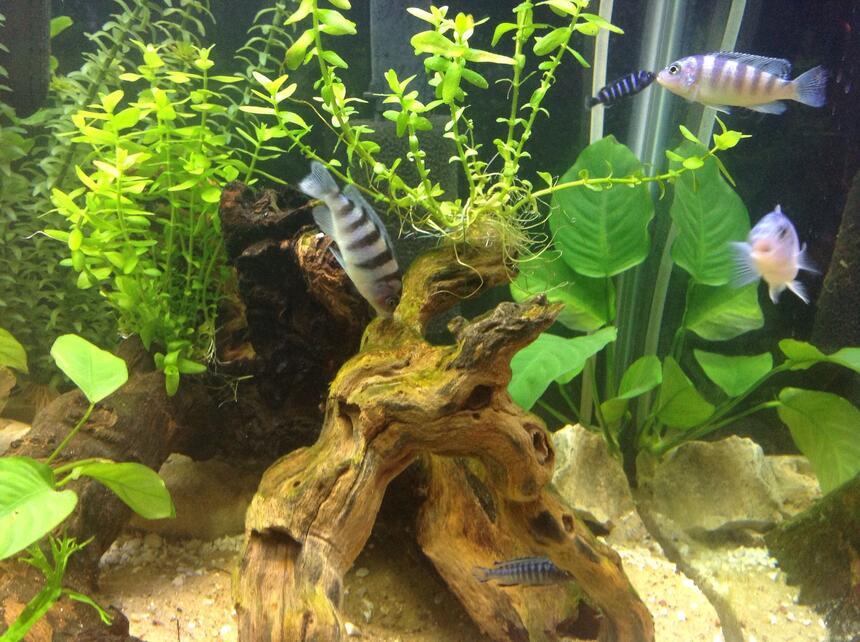 Rated #81: Freshwater Fish - Metriaclima Lombardoi - Kenyi Cichlid Stocking In 60 Gallons Tank - Kenyi Cichlid eating algae off drift
wood. Rated #81: Freshwater Fish - Metriaclima Lombardoi - Kenyi Cichlid Stocking In 60 Gallons Tank - Kenyi Cichlid eating algae off drift
wood.
