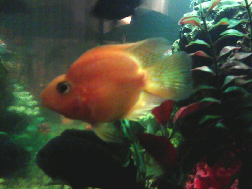 Rated #62: Freshwater Fish - Heros Severus X Amphilophus Citrinellum - Blood Parrot Stocking In 30 Gallons Tank - my parrot fish just purchased it. medium sized. type of fish is a chiclide Rated #62: Freshwater Fish - Heros Severus X Amphilophus Citrinellum - Blood Parrot Stocking In 30 Gallons Tank - my parrot fish just purchased it. medium sized. type of fish is a chiclide