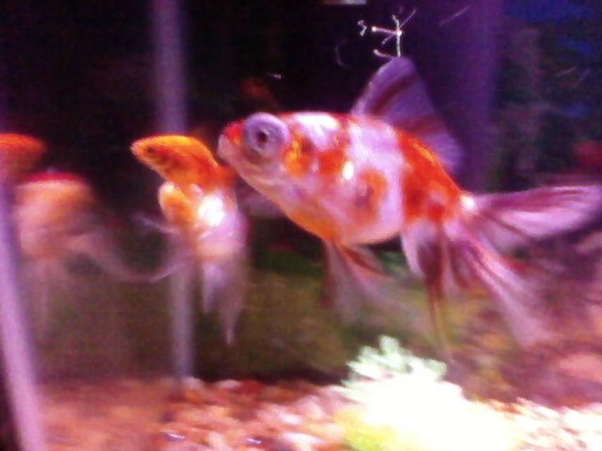 Rated #100: Freshwater Fish - Carassius Auratus - Ryukin Goldfish Stocking In 20 Gallons Tank - the gang Rated #100: Freshwater Fish - Carassius Auratus - Ryukin Goldfish Stocking In 20 Gallons Tank - the gang