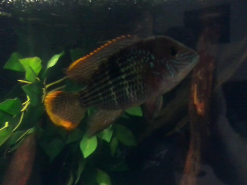 Rated #91: Freshwater Fish - Aequidens Rivulatus - Green Terror Stocking In 60 Gallons Tank - My alpha male Tyr Rated #91: Freshwater Fish - Aequidens Rivulatus - Green Terror Stocking In 60 Gallons Tank - My alpha male Tyr