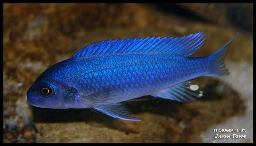 Rated #8: Freshwater Fish - Pseudotropheus Estherae - Red Zebra Cichlid Stocking In 47 Gallons Tank - Red Zebra African Cichlid Rated #8: Freshwater Fish - Pseudotropheus Estherae - Red Zebra Cichlid Stocking In 47 Gallons Tank - Red Zebra African Cichlid