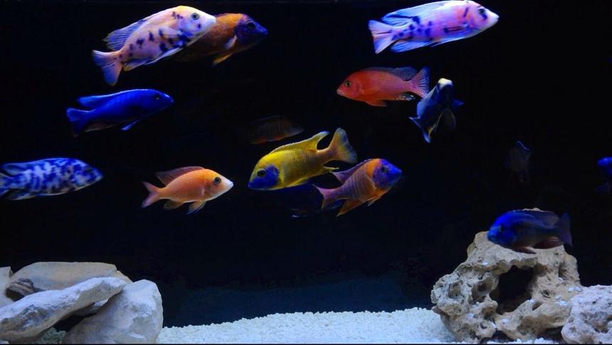 Rated #6: Freshwater Fish - Aulonocara Nyassae Var. - Peacock Cichlid, Orange Blossom Stocking In 120 Gallons Tank - Malawi peacocks Rated #6: Freshwater Fish - Aulonocara Nyassae Var. - Peacock Cichlid, Orange Blossom Stocking In 120 Gallons Tank - Malawi peacocks