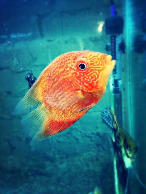 Rated #7: Freshwater Fish - Heros Efasciatus - Red Spot Severum Stocking In 100 Gallons Tank - Red spot severum. Rated #7: Freshwater Fish - Heros Efasciatus - Red Spot Severum Stocking In 100 Gallons Tank - Red spot severum.