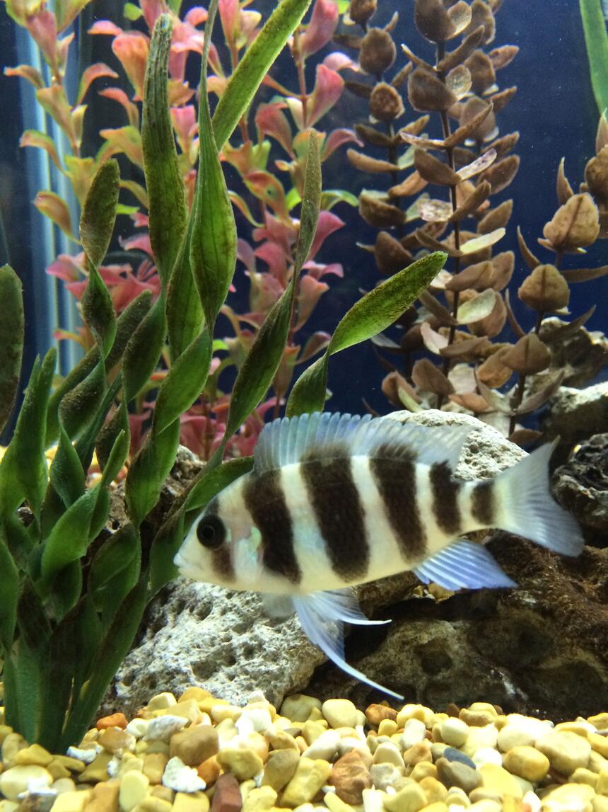 Rated #10: Freshwater Fish - Cyphotilapia Frontosa - Frontosa Cichlid Stocking In 75 Gallons Tank - Young Frontosa Rated #10: Freshwater Fish - Cyphotilapia Frontosa - Frontosa Cichlid Stocking In 75 Gallons Tank - Young Frontosa