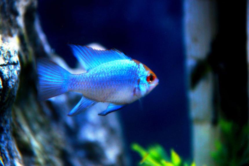 Rated #5: Freshwater Fish Stocking In 52 Gallons Tank - Electric Blues!! Rated #5: Freshwater Fish Stocking In 52 Gallons Tank - Electric Blues!!