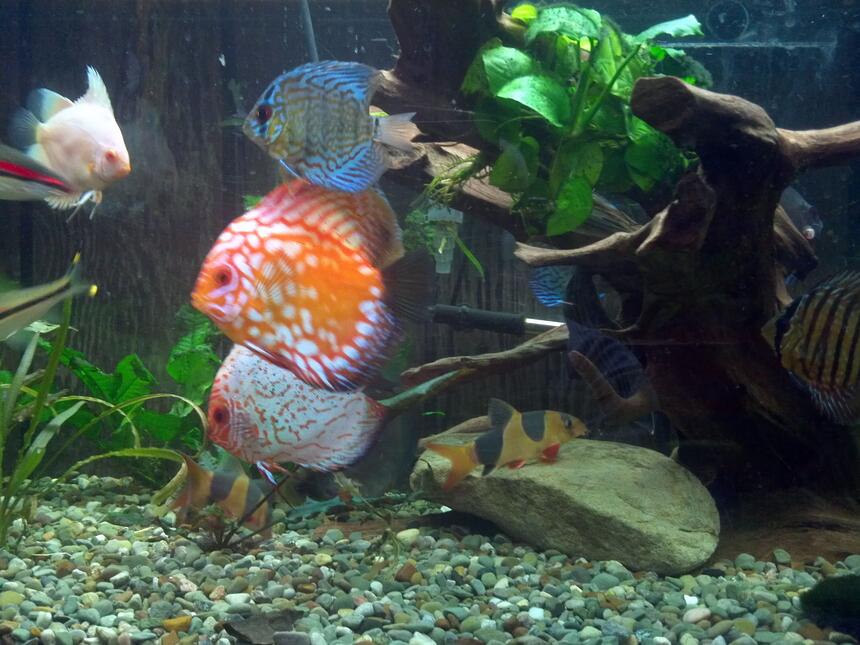 Rated #10: Freshwater Fish Stocking In 220 Gallons Tank - a couple of my discus Rated #10: Freshwater Fish Stocking In 220 Gallons Tank - a couple of my discus