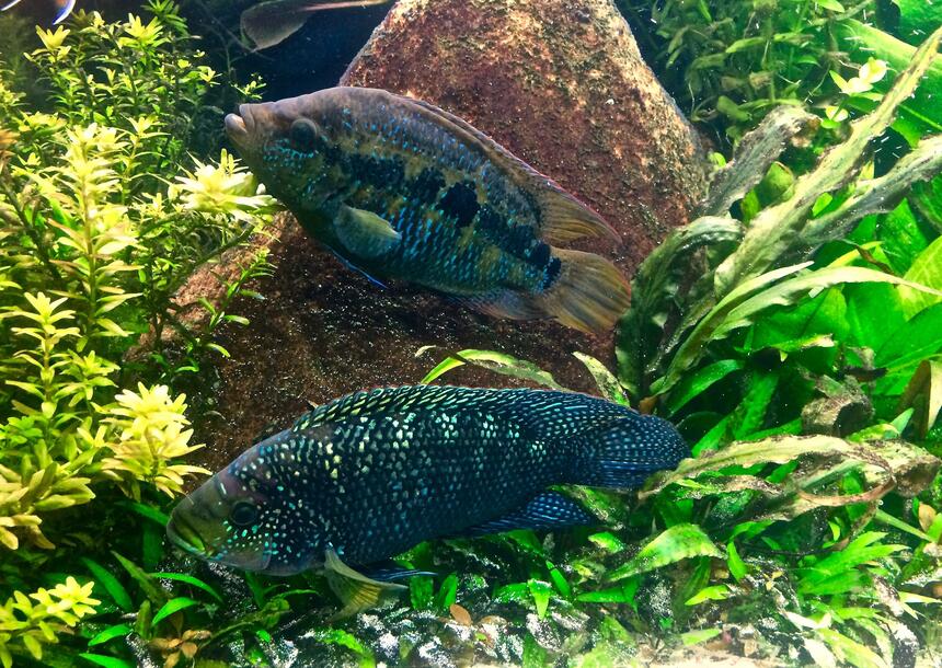 Rated #6: Freshwater Fish Stocking In 120 Gallons Tank - Adult Jack Dempsey pair. They are both 6+ inches. Rated #6: Freshwater Fish Stocking In 120 Gallons Tank - Adult Jack Dempsey pair. They are both 6+ inches.