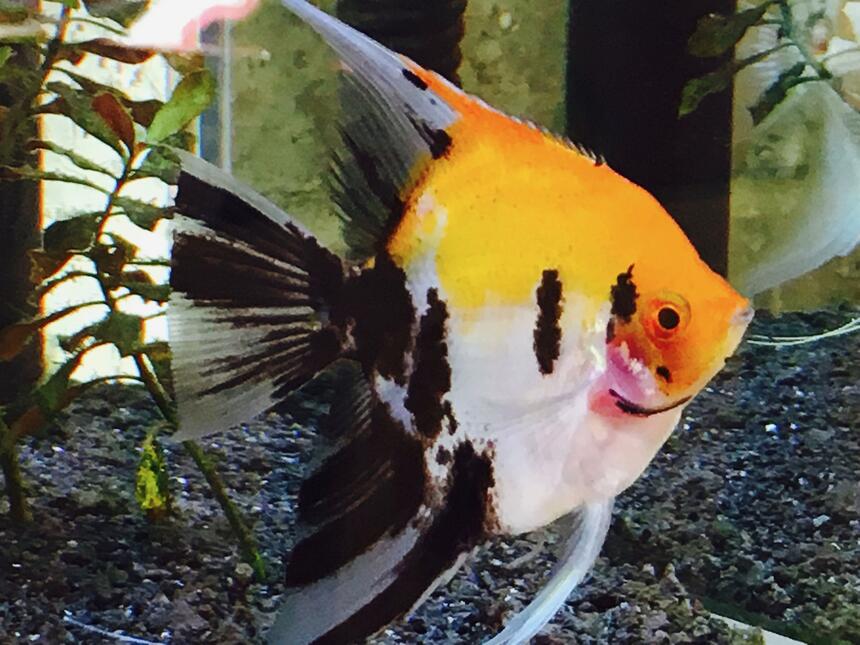 Rated #9: Freshwater Fish Stocking In 34 Gallons Tank - My Beautiful Blushing Koi Angelfish, Samson, a nearly full grown male. (I think he is a male!) Rated #9: Freshwater Fish Stocking In 34 Gallons Tank - My Beautiful Blushing Koi Angelfish, Samson, a nearly full grown male. (I think he is a male!)