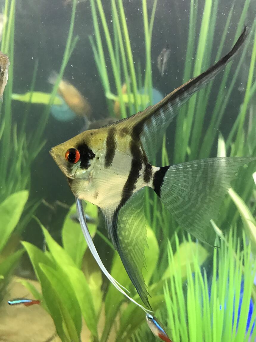 Rated #2: Freshwater Fish Stocking In 29 Gallons Tank - Zebra veil angel Rated #2: Freshwater Fish Stocking In 29 Gallons Tank - Zebra veil angel