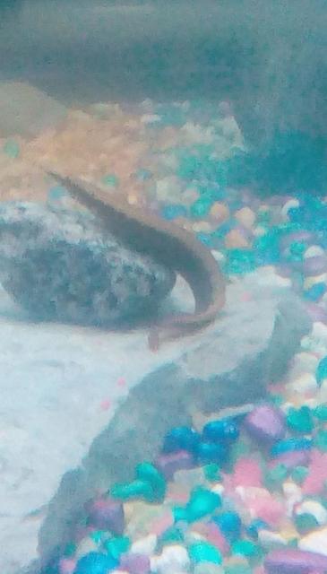 Rated #15: Freshwater Fish Stocking In 30 Gallons Tank - This is Michael Bubble-ay (get it), he is a young peacock eel and he acts like he owns the tank, hes not known for messing around much, one could even say hes the r-eel d-eel. Rated #15: Freshwater Fish Stocking In 30 Gallons Tank - This is Michael Bubble-ay (get it), he is a young peacock eel and he acts like he owns the tank, hes not known for messing around much, one could even say hes the r-eel d-eel.