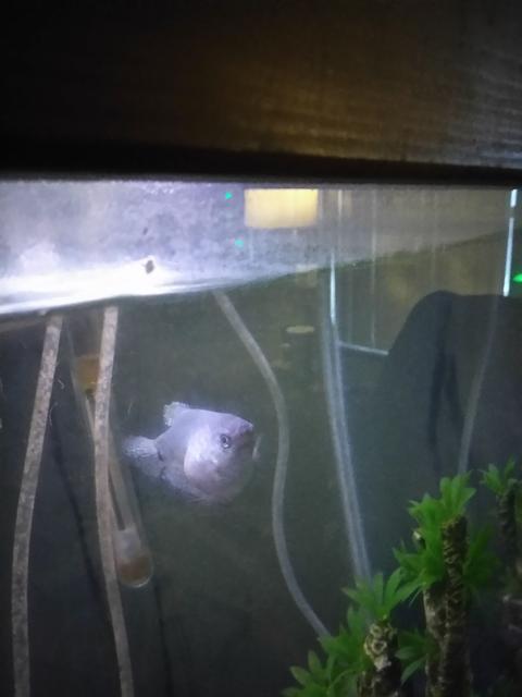 Rated #11: Freshwater Fish Stocking In 35 Gallons Tank - Blue gourami named spot what is wrong with it not sure what\ Rated #11: Freshwater Fish Stocking In 35 Gallons Tank - Blue gourami named spot what is wrong with it not sure what's going on here it's been like this for 2weeks so far