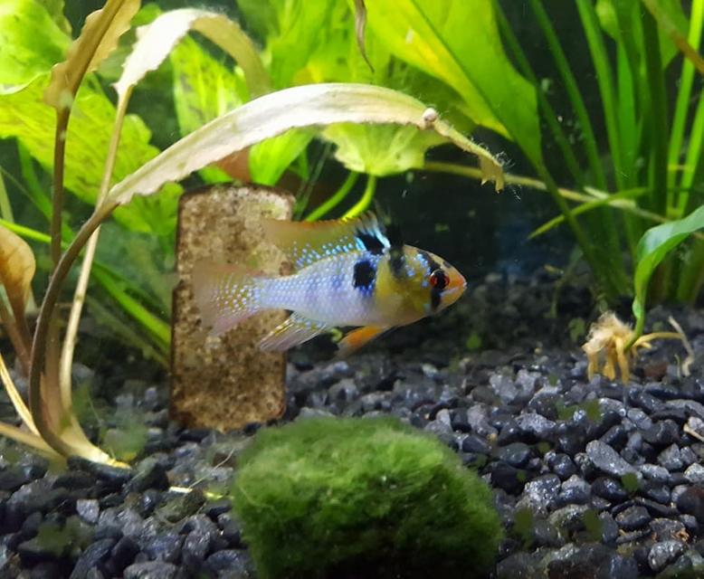 Rated #5: Freshwater Fish Stocking In 30 Gallons Tank - My German Blue Ram, Gordon Ramsey Rated #5: Freshwater Fish Stocking In 30 Gallons Tank - My German Blue Ram, Gordon Ramsey