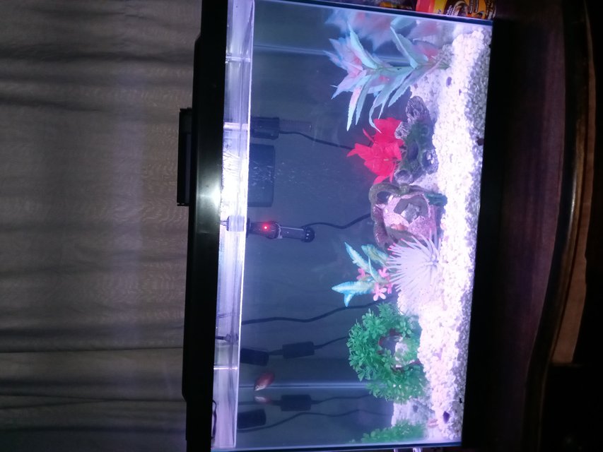 Rated #5: Freshwater Fish Stocking In 20 Gallons Tank - For now... Rated #5: Freshwater Fish Stocking In 20 Gallons Tank - For now...