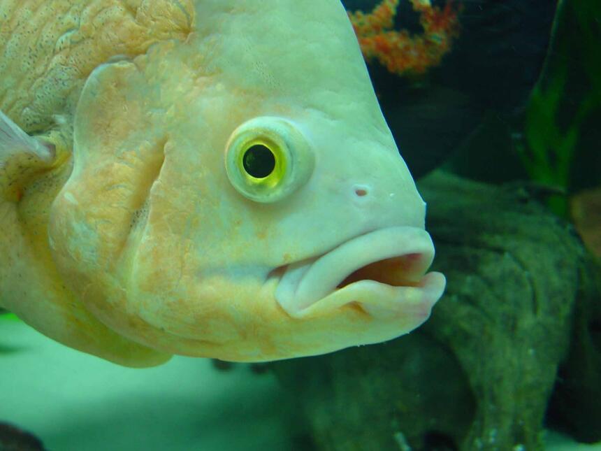 Rated #32: Freshwater Fish - Astronotus Ocellatus - Albino Oscar Stocking In 50 Gallons Tank - JB! Rated #32: Freshwater Fish - Astronotus Ocellatus - Albino Oscar Stocking In 50 Gallons Tank - JB!