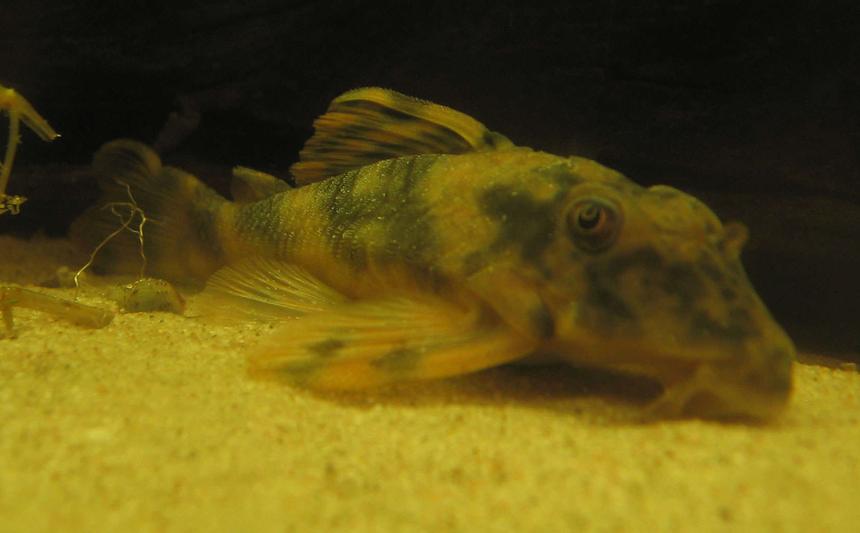Rated #62: Freshwater Fish - Peckoltia Sp. - L202 Stocking In 190 Gallons Tank - This is my L202 Peckoltia Sp. its about 10 cm long now. Rated #62: Freshwater Fish - Peckoltia Sp. - L202 Stocking In 190 Gallons Tank - This is my L202 Peckoltia Sp. its about 10 cm long now.