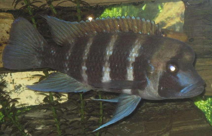 Rated #79: Freshwater Fish - Cyphotilapia Frontosa - Frontosa Cichlid Stocking In 90 Gallons Tank - My frontosa 7" Rated #79: Freshwater Fish - Cyphotilapia Frontosa - Frontosa Cichlid Stocking In 90 Gallons Tank - My frontosa 7"