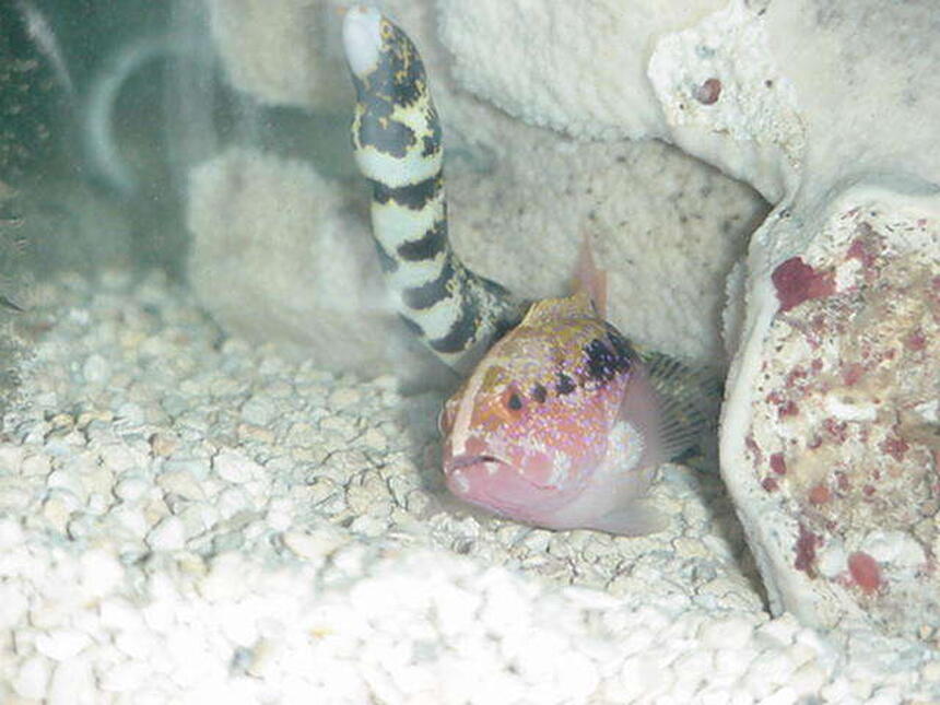 Rated #87: Freshwater Fish - Cichlasoma Sp. - Flower Horn Cichlid Stocking In 90 Gallons Tank - Buddies(Room Mates Since First day) Came out same tank in the pet Shop. Using them for the cycle.Falling in love with them will hate to get ride of them after they done there work! But they too mean. Rated #87: Freshwater Fish - Cichlasoma Sp. - Flower Horn Cichlid Stocking In 90 Gallons Tank - Buddies(Room Mates Since First day) Came out same tank in the pet Shop. Using them for the cycle.Falling in love with them will hate to get ride of them after they done there work! But they too mean.