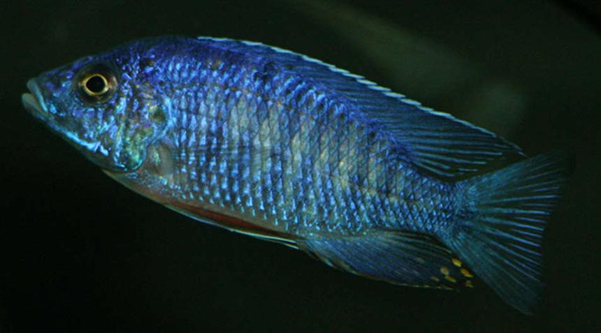 Rated #48: Freshwater Fish - Aulonocara Stuartgranti - Peacock Cichlid Stocking In 155 Gallons Tank - My royal peacock Rated #48: Freshwater Fish - Aulonocara Stuartgranti - Peacock Cichlid Stocking In 155 Gallons Tank - My royal peacock