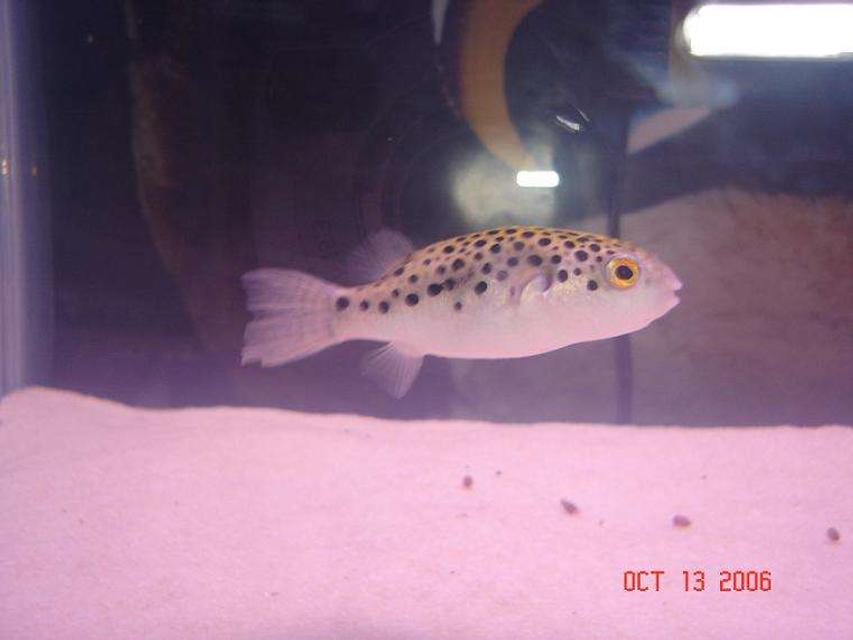 Rated #66: Freshwater Fish - Tetraodon Nigroviridis - Green Spotted Puffer Stocking In 125 Gallons Tank - GSP (green-spotted puffer) Rated #66: Freshwater Fish - Tetraodon Nigroviridis - Green Spotted Puffer Stocking In 125 Gallons Tank - GSP (green-spotted puffer)