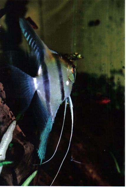 Rated #51: Freshwater Fish - Pterophyllum Sp. - Silver Zebra Angel Stocking In 55 Gallons Tank - Beautiful angel with blue patterns in the back Fin Rated #51: Freshwater Fish - Pterophyllum Sp. - Silver Zebra Angel Stocking In 55 Gallons Tank - Beautiful angel with blue patterns in the back Fin