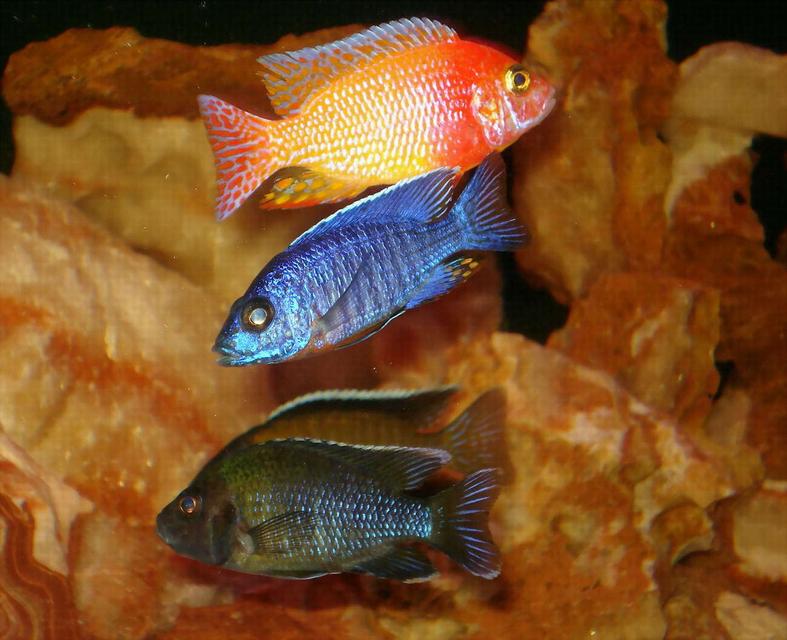 Rated #4: Freshwater Fish - Aulonocara Stuartgranti - Peacock Cichlid Stocking In 100 Gallons Tank - Here are 4 of my peacocks. Aulonocara Cobue, Aulonocara Stuartgranti Steveni, Aulonocara Stuartgranti Steveni, and another Stuartgranit sorry don Rated #4: Freshwater Fish - Aulonocara Stuartgranti - Peacock Cichlid Stocking In 100 Gallons Tank - Here are 4 of my peacocks. Aulonocara Cobue, Aulonocara Stuartgranti Steveni, Aulonocara Stuartgranti Steveni, and another Stuartgranit sorry don't know his subspecies.