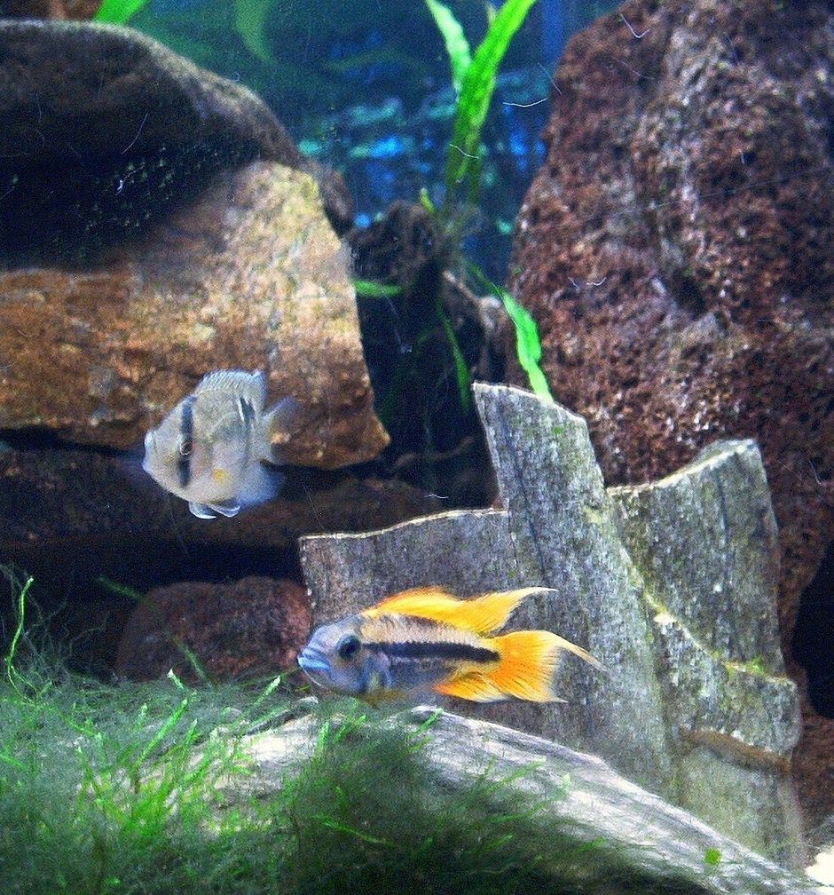 Keyhole Cichlid (cleithracara maronii) Photo Picture ID 20101 Keyhole Cichlid (cleithracara maronii) Photo Picture ID 20101