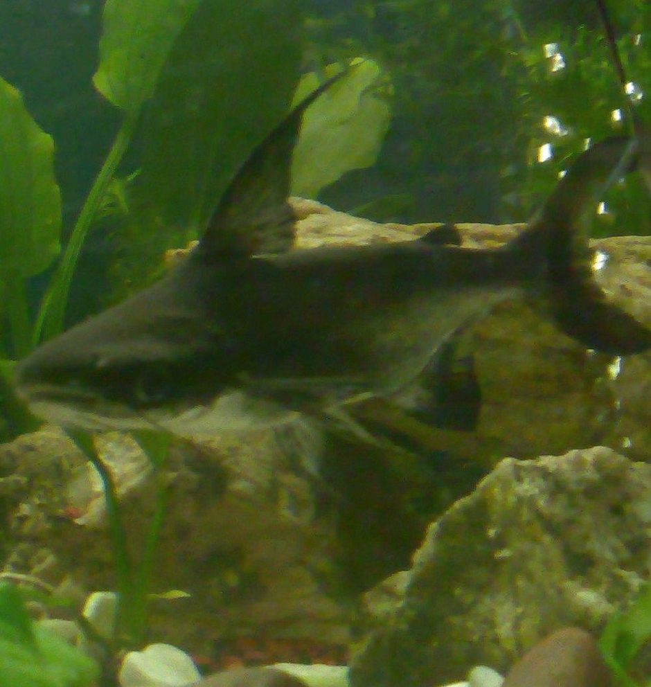 Hi-Fin Pangasius (pangasius suchi) Photo Picture ID 22730 Hi-Fin Pangasius (pangasius suchi) Photo Picture ID 22730